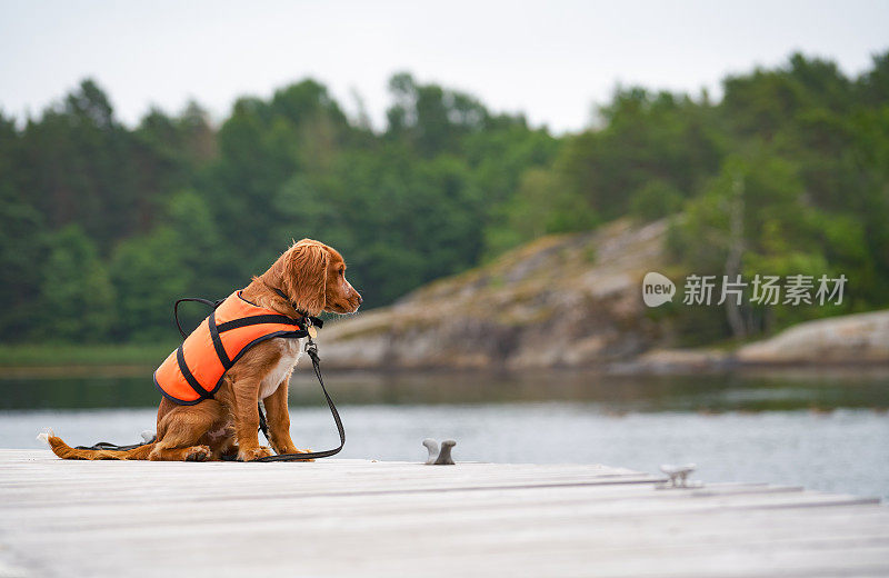 在挪威n ø ttery Vestfold码头上工作的可卡犬